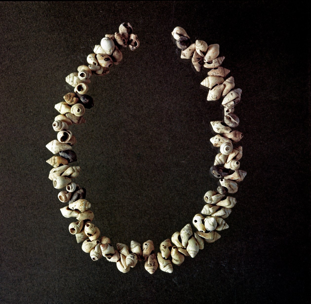 Forhistorie, steinalder: halskjede av skjell fra hulen Polesine, Venetie. Gjennomsnittlig neolitisk. Roma, Luigi Pigorini nasjonalmuseum for forhistorisk etnografi av Prehistoric Prehistoric