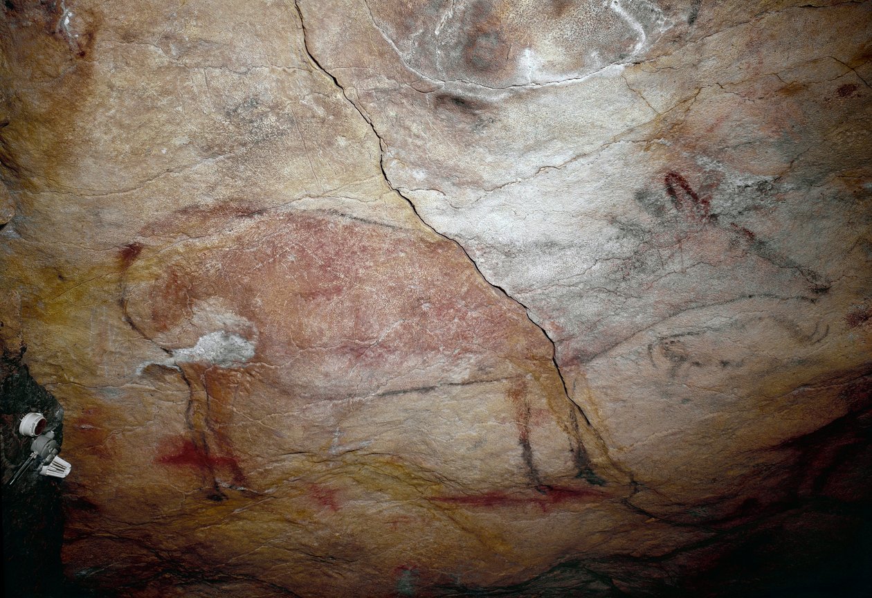 Forhistorie: "" en hjort"" bergmaleri av øvre paleolittisk (magdalensk) (mellom 16500 og 14000 år siden) steinalderhulen i Altamira, Santander, Spania av Prehistoric Prehistoric