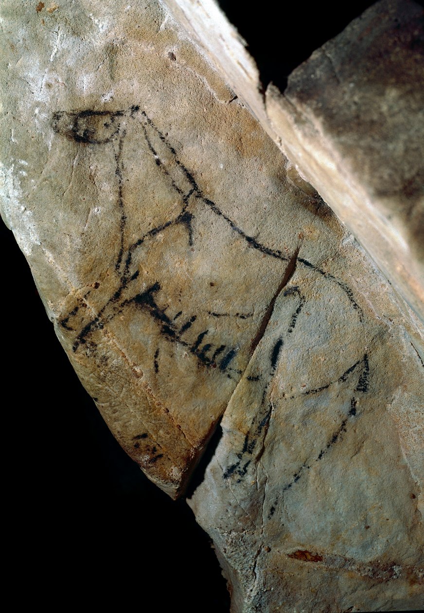 Forhistorie: "" en hest"" bergmaleri av stil IV, øvre paleolittisk (magdalensk) (mellom 18000 og 14000 år siden) Steinalderhulen i Las Monedas, Santander, Spania - Forhistorie: hest. Bergmaleri, stil IV, øvre paleolitikum (magdalensk) ( av Prehistoric Prehistoric