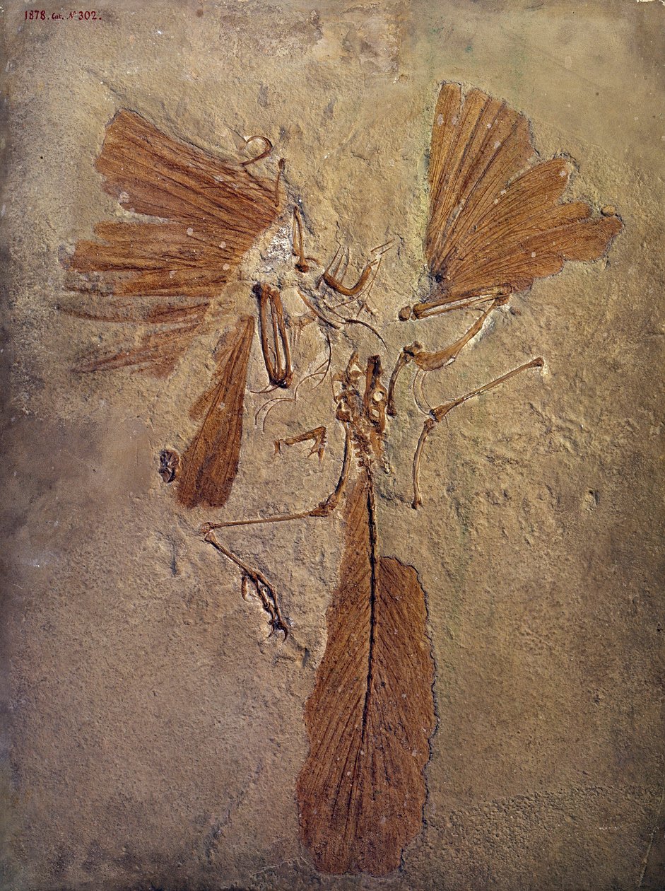 Forhistorisk: archeopteryx fossil, forhistorisk dyr av fuglefamilien. Paris, Naturhistorisk museum av Prehistoric Prehistoric