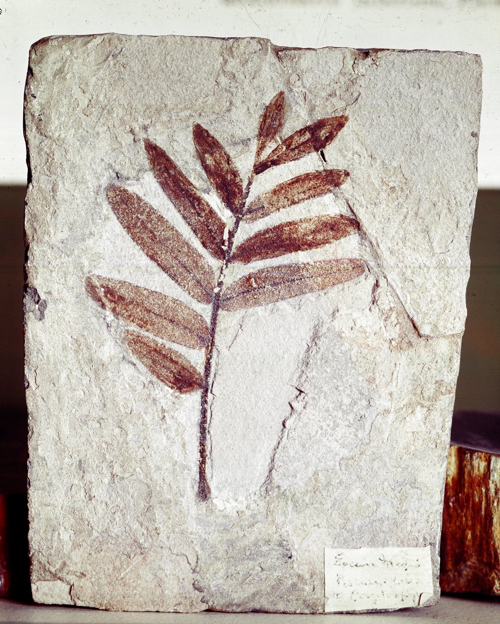 Forhistorie: grenfossil i kalkstein fra stedet for Bolca-fjellet (Italia). Eocen periode. Museo civico di storia naturale, Milano av Prehistoric Prehistoric
