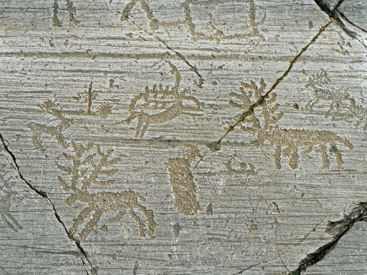 Forhistorie, sivilisasjon av Camunni, bergkunst: gravstein av representasjon av hjort. Periode mellom yngre steinalder og bronsealder. Stein. 1. Capo di Ponte, Naquane helleristninger nasjonalpark, Valcamonica, Val Camonica, Italia av Prehistoric Prehistoric