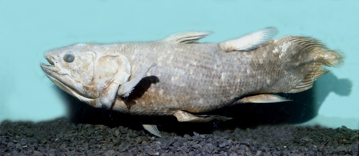 Forhistorie: kopi av coelacanthe empaille (Latimeria chalumnae). av Prehistoric Prehistoric