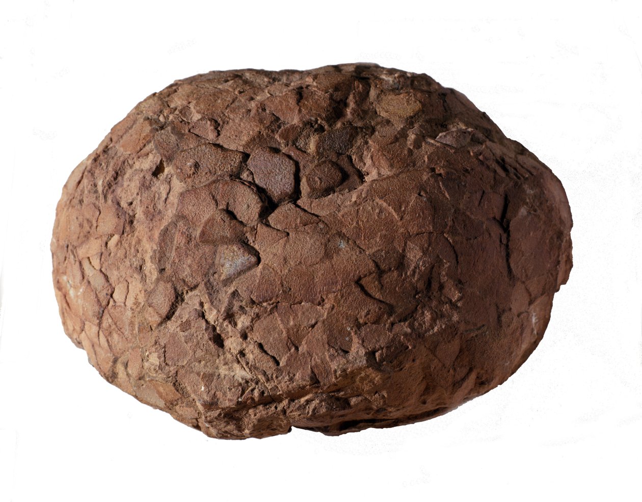 Forhistorie: dinosaur egg funnet i Provence. Mesozoikum, juraperioden. av Prehistoric Prehistoric