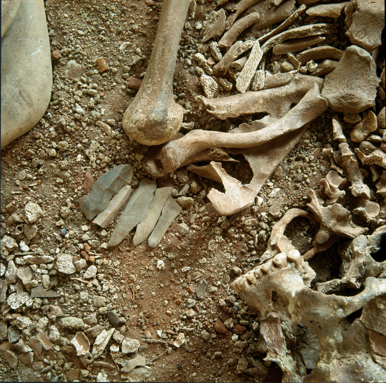 Forhistorie: dobbel gravferd av voksne og barn. Detaljvisning av begravelsesbuksen fra Candid Arene-hulen (Finale Liguria), Liguria. Mesolitikum, 7000-6000 f.Kr. Gener, museo di archeologia ligure av Prehistoric Prehistoric