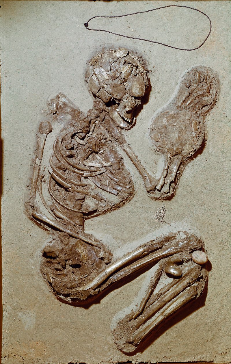 Forhistorie: kvinneskjelett fra øvre neolitikum. Chiozza-kulturen. 2900-2700 f.Kr. Reggio Emilia, samfunnsmuseer, Chierici-museet, Italia av Prehistoric Prehistoric
