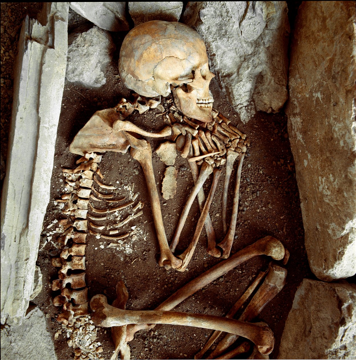 Forhistorie: kvinnelige skjelett fra hulen til Candide Arene (Finale Ligure). Steinalder, neolitikum. Gener, Museo di archeologia Ligure av Prehistoric Prehistoric