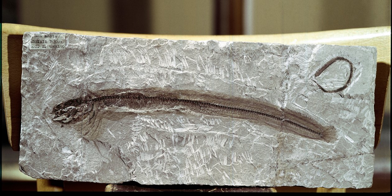 Forhistorie: Fiske fossil eomirus formosissimus fra stedet for Mount Bolca (Italia). Eocen periode. Civic Museum of Natural History, Milano av Prehistoric Prehistoric