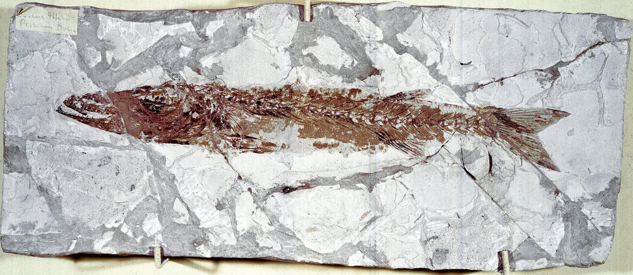 Forhistorie: fiskefossil Sphyraena Bolcensis fra stedet Bolca-fjellet (Italia). Eocen periode. Civic Museum of Natural History, Milano av Prehistoric Prehistoric