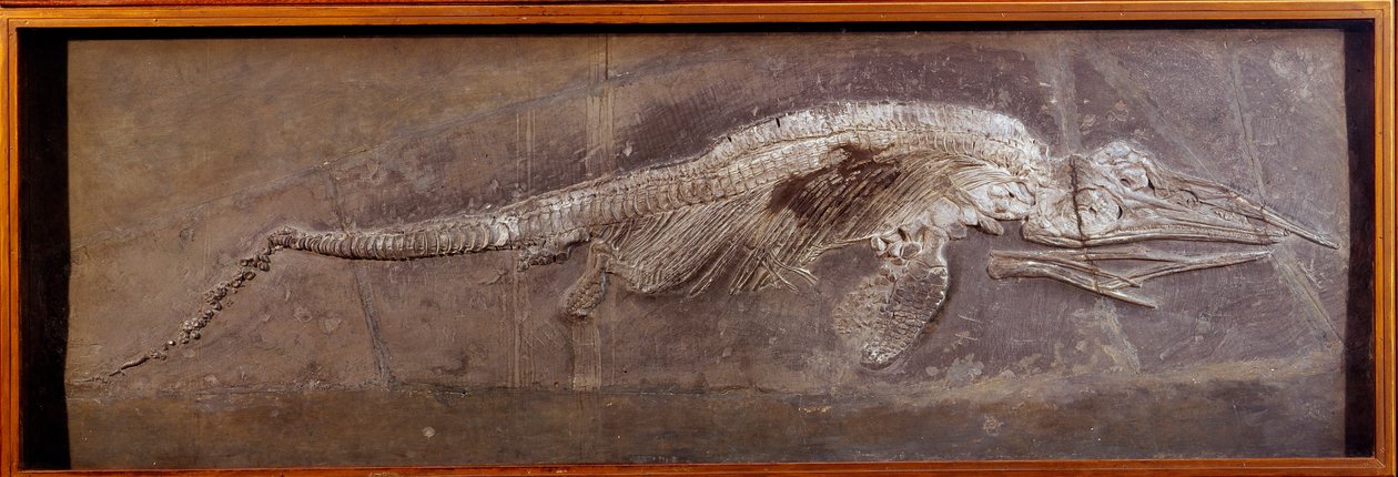 Forhistorie: fossil av Pareiasaudor, forhistorisk dyr, Paris, naturhistorisk museum av Prehistoric Prehistoric