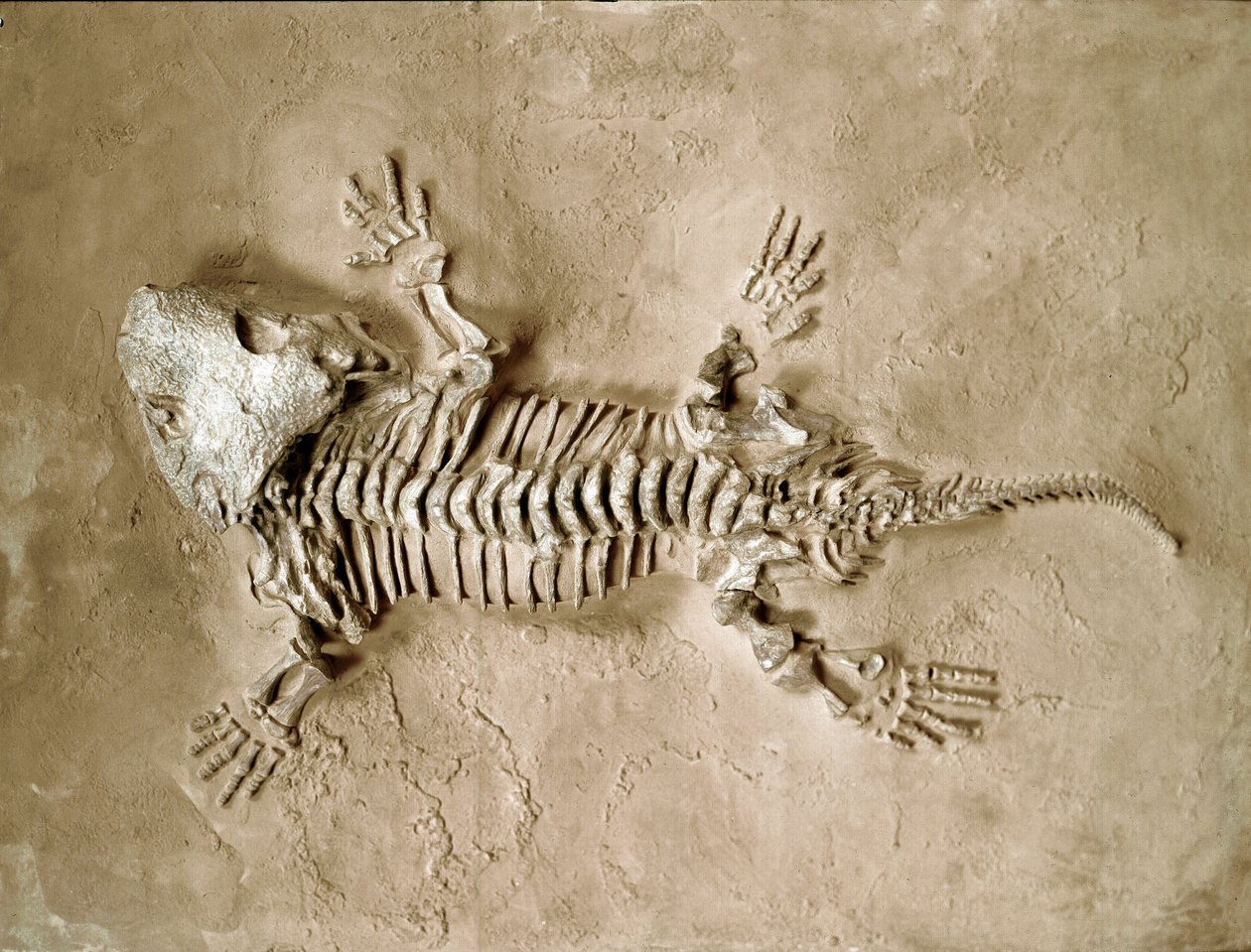 Forhistorie: fossiler av Seymouria Biolorensis amfibiekrypdyr fra Texas i USA. Perm periode. Civic Museum of Natural History, Milano av Prehistoric Prehistoric