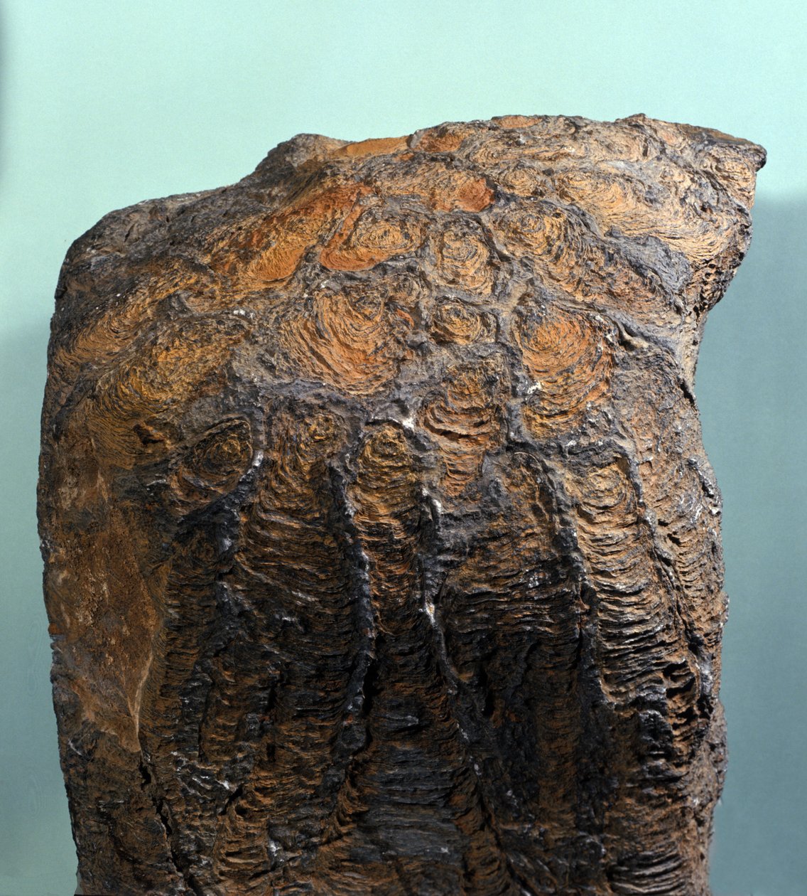 Forhistorie: fossil av Stromatolitt (eller stromatolitt), marin bergart, arkeozoikum. funnet i Mauritania. av Prehistoric Prehistoric