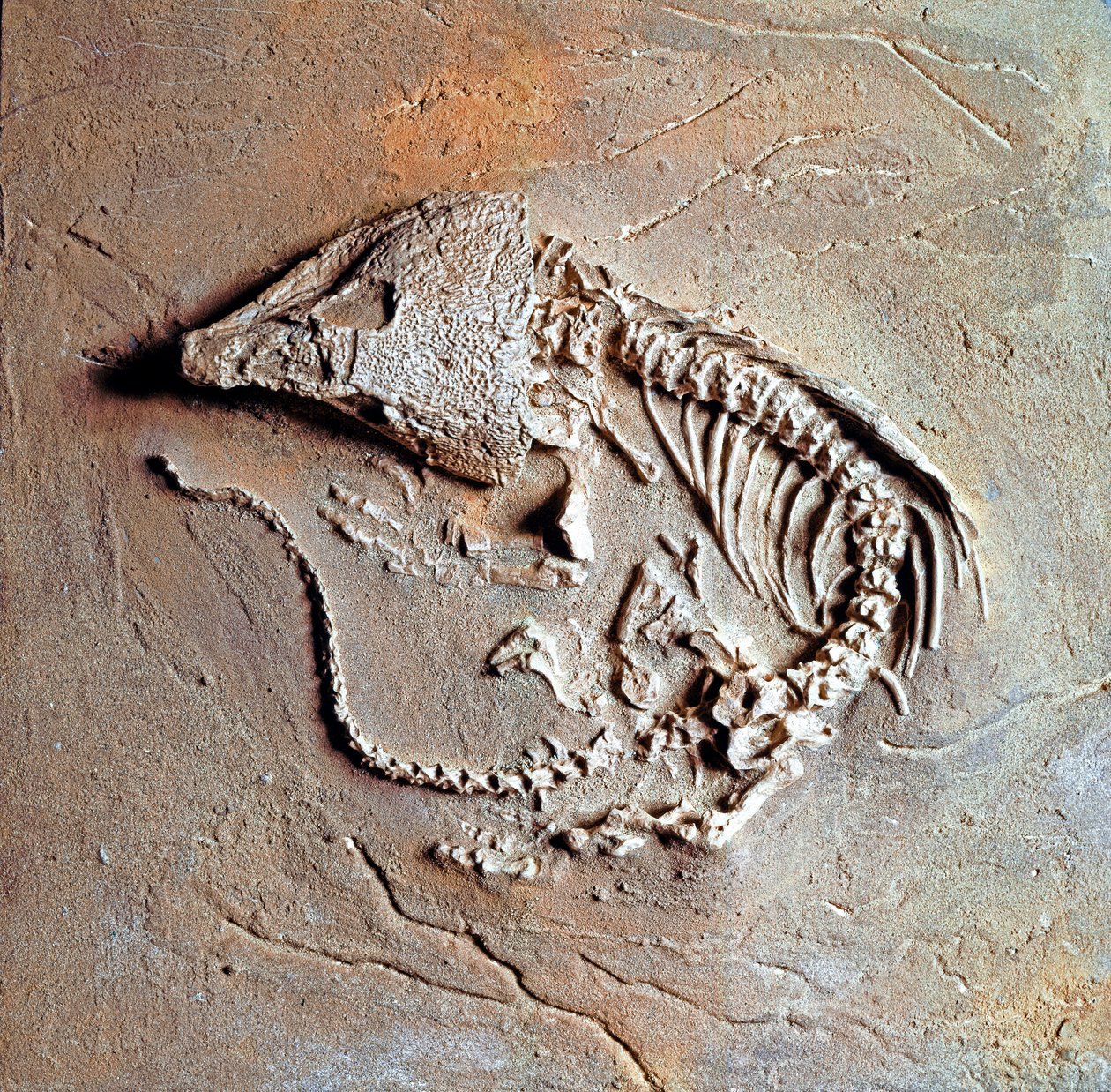 Forhistorie: fossil av reptilen Labodosaurus hamatus fra Texas i USA. Karbonperiode, paleozoikum. Museo civico di storia naturale, Milano av Prehistoric Prehistoric