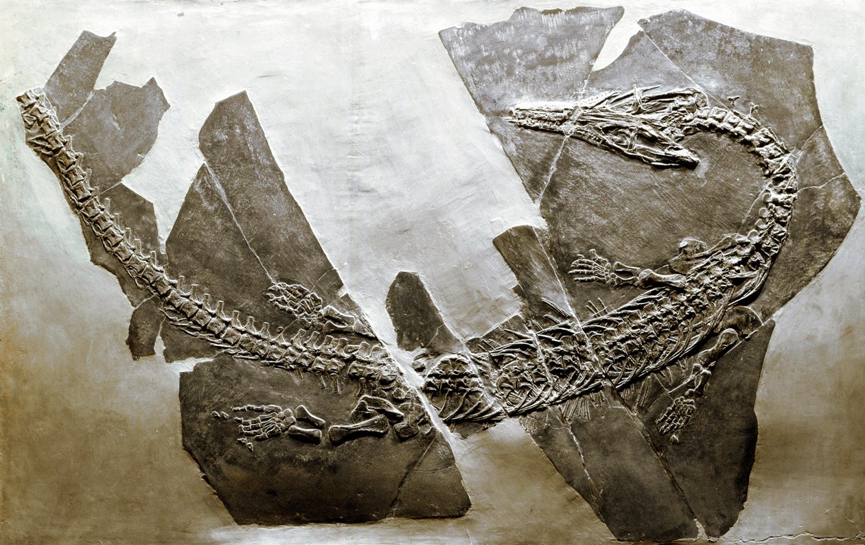 Forhistorie: fossil av vannkrypdyret Askeptosaurus italicus fra Besano (Italia). Periode av mellomtrias. Museo civico di storia naturale, Milano av Prehistoric Prehistoric