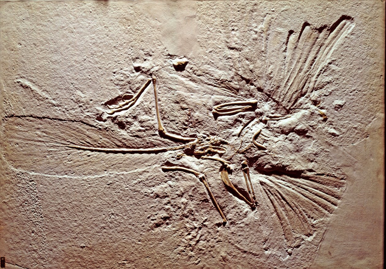 Forhistorie: fossil av fuglen Archeopteryx (archeopteryx) Lithographica fra stedet Solnhofen (Tyskland). Overlegen jura. Museo civico di storia naturale, Milano av Prehistoric Prehistoric