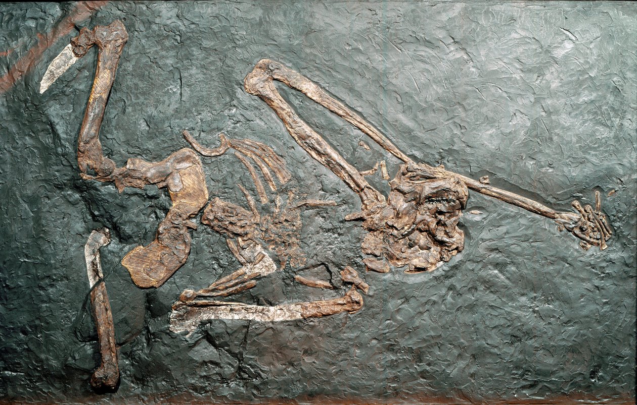 Forhistorie: fossil av den store Primate Oreopitheque (Oreopithecus bambolii) fra Mount Bamboli (Grosseto). miocen tid. Civic Museum of Natural History, Milano av Prehistoric Prehistoric