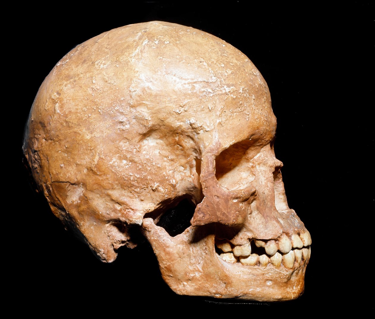 Forhistorie: fossil hodeskalle av Homo sapiens fra Grimaldi. Kultur av Aurignacian, øvre paleolittisk. Museo Civico di Storia Naturale, Milano - Forhistorie: fossil Homo sapiens-hodeskalle fra Grimaldi, Ventimiglia (Italia). Aurignacian kultur, øvre paleol av Prehistoric Prehistoric