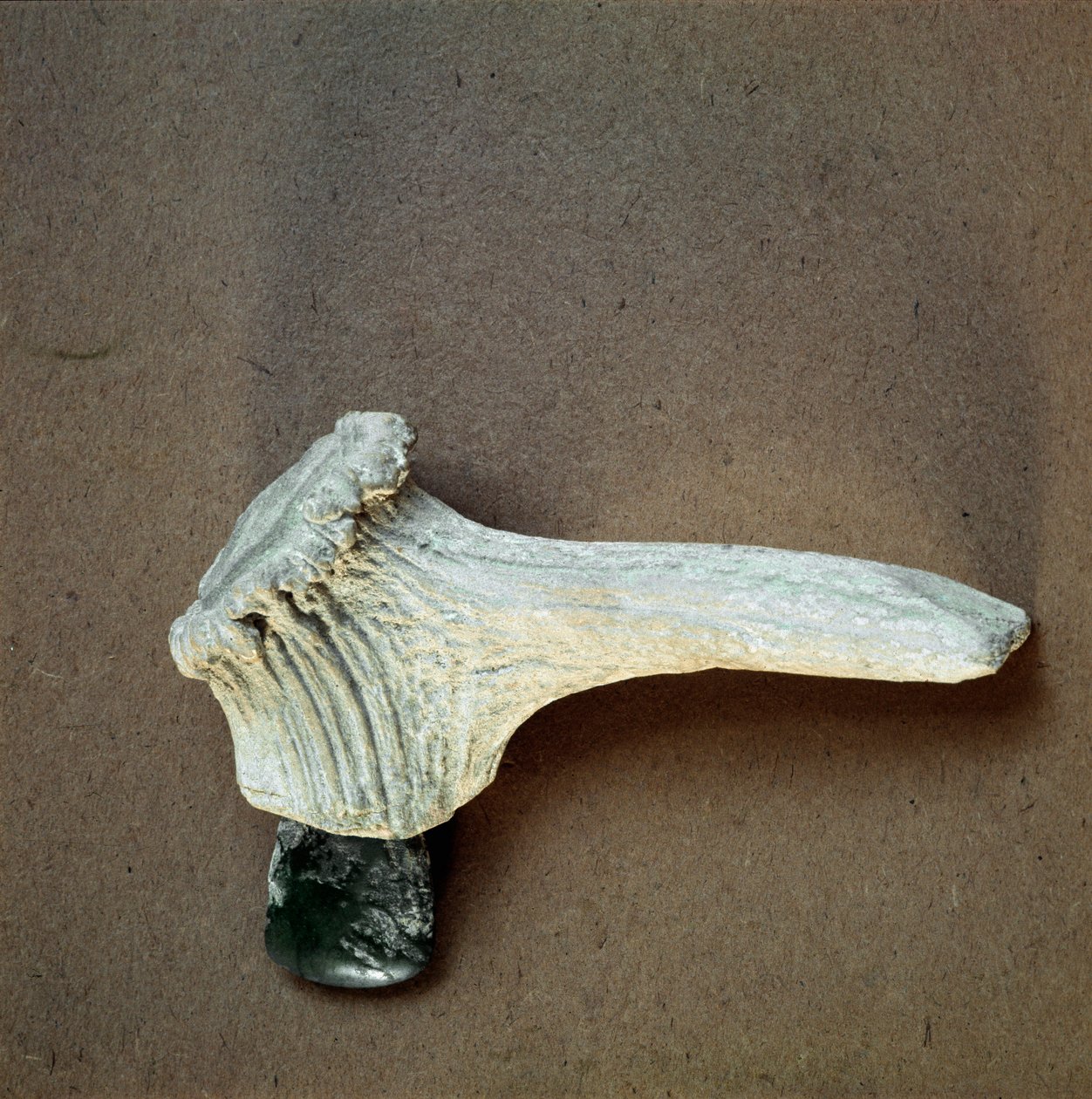 Forhistorie: grønn steinøks med hjortehornskaft fra hulen Pollera (Finale Ligure), Liguria. Mellomneolitikum, steinalder. Gener, museo di archeologia ligure av Prehistoric Prehistoric