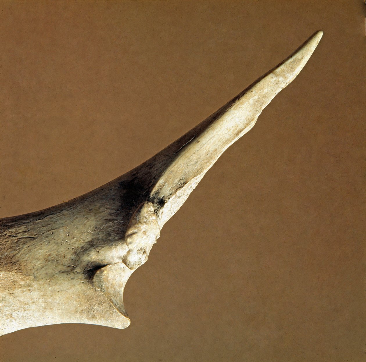 Forhistorie: kniv laget av ulna fra oksekjøtt fra Necropole of Arene Candide (Finale Liguria), Liguria. Nedre neolitikum, Peters alder. Gener, museo di archeologia ligure av Prehistoric Prehistoric