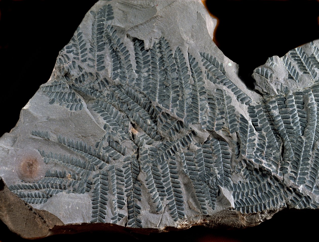 Forhistorie: periode med høyere karbon. Fossil av Acitheca Poymorphe fra bregnefamilien. Finn i Gottelborn i Tyskland av Prehistoric Prehistoric