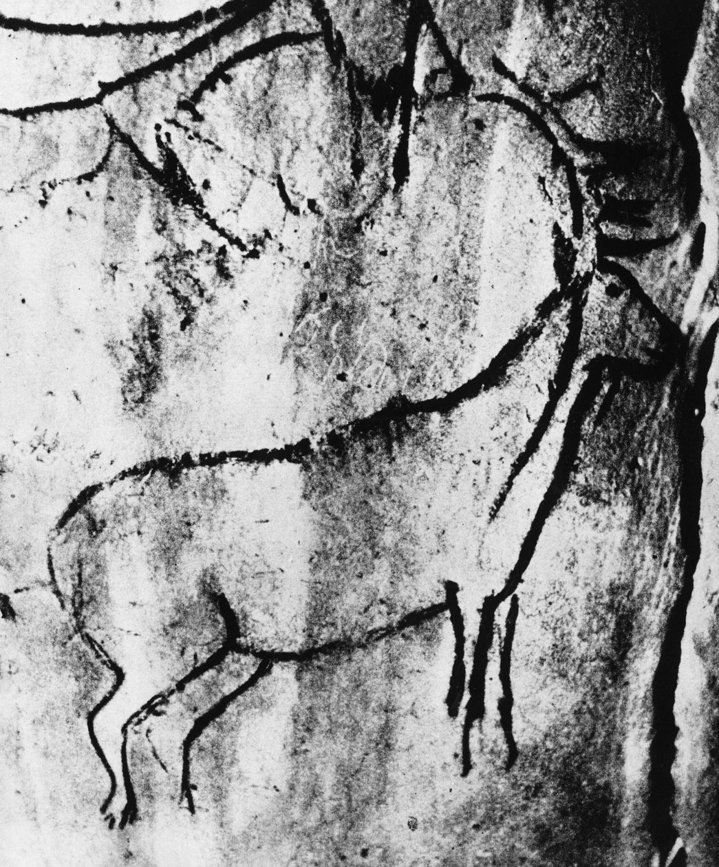 Forhistorie: representasjon av en hjort i grotten Niaux i Ariège - fotografering. av Prehistoric Prehistoric