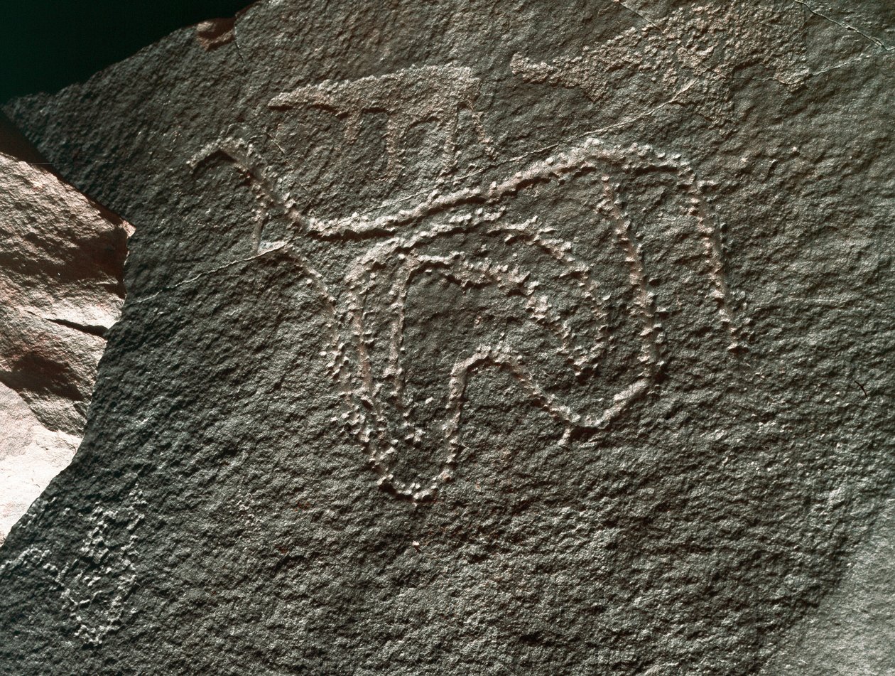 Forhistorie, rockekunst: En seriøs rock av representasjonen av et storfe. Tazina-stil. Steinalder 5000-2000 f.Kr. Taghit, Haut Plateau du Hoggar (Ahaggar), Algerie av Prehistoric Prehistoric