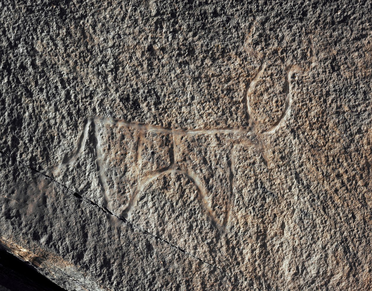 Forhistorie, bergkunst: en seriøs stein av representasjonen av et storfe. Tazina-stil. Steinalder 5000-2000 f.Kr. Taghit, Haut plateau du Hoggar (Ahaggar), Algerie av Prehistoric Prehistoric