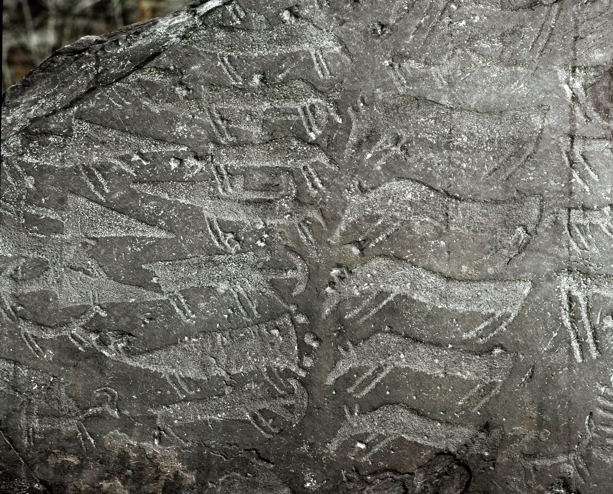 Forhistorie, bergkunst: gravstein av representasjoner av dolker, okser. Kobberalder. Eneolitisk periode (kalkolittisk). Roche nr. 1. Cemmo (Brescia) nasjonale arkeologiske park for steinblokkene i Cemmo, Italia av Prehistoric Prehistoric