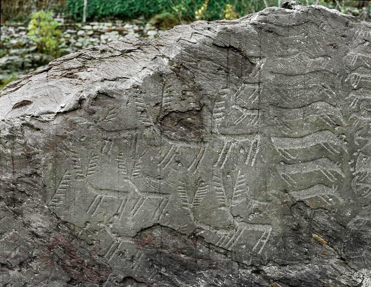 Forhistorie, bergkunst: gravstein av representasjoner av hjort, storfe. Kobberalder. Eneolitisk periode (kalkolittisk). Roche nr. 1. Cemmo (Brescia) nasjonale arkeologiske park for steinblokkene i Cemmo, Italia av Prehistoric Prehistoric