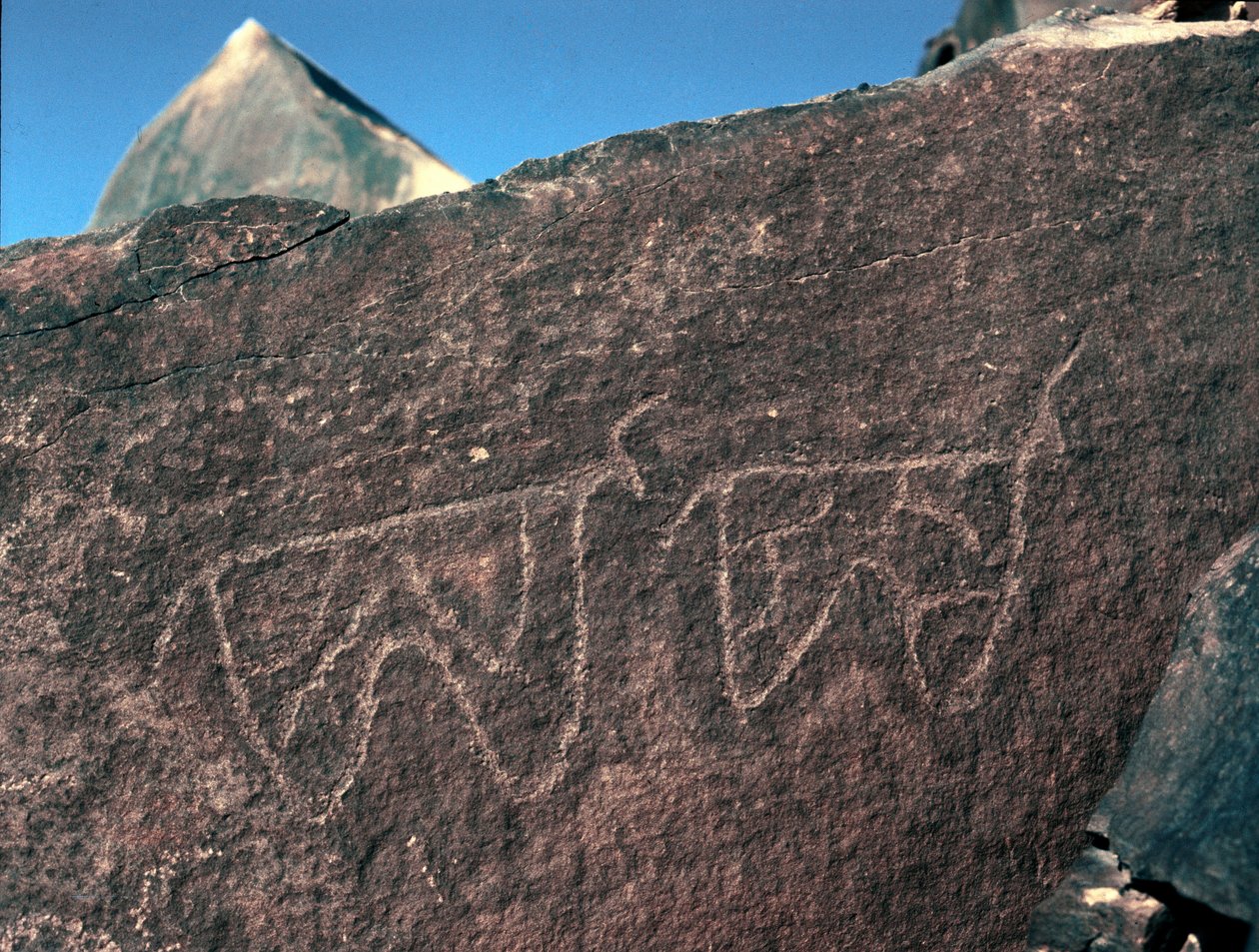 Forhistorie, bergkunst: gravstein av representasjonen av storfe. Tazina-stil. Steinalder 5000-2000 f.Kr. Taghit, Haut plateau du Hoggar (Ahaggar), Algerie av Prehistoric Prehistoric