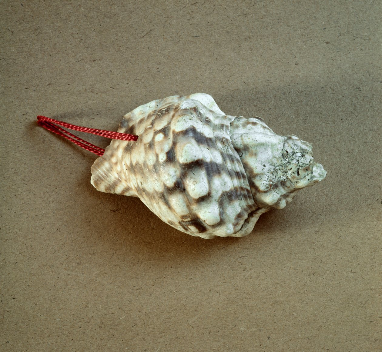 Forhistorie: skall av Triton nodifer gjennomboret, brukt som en fløyte fra Necropole of Arene Candide (Finale Liguria), Liguria. Mellomneolitikum, steinalder. Gener, museo di archeologia ligure av Prehistoric Prehistoric