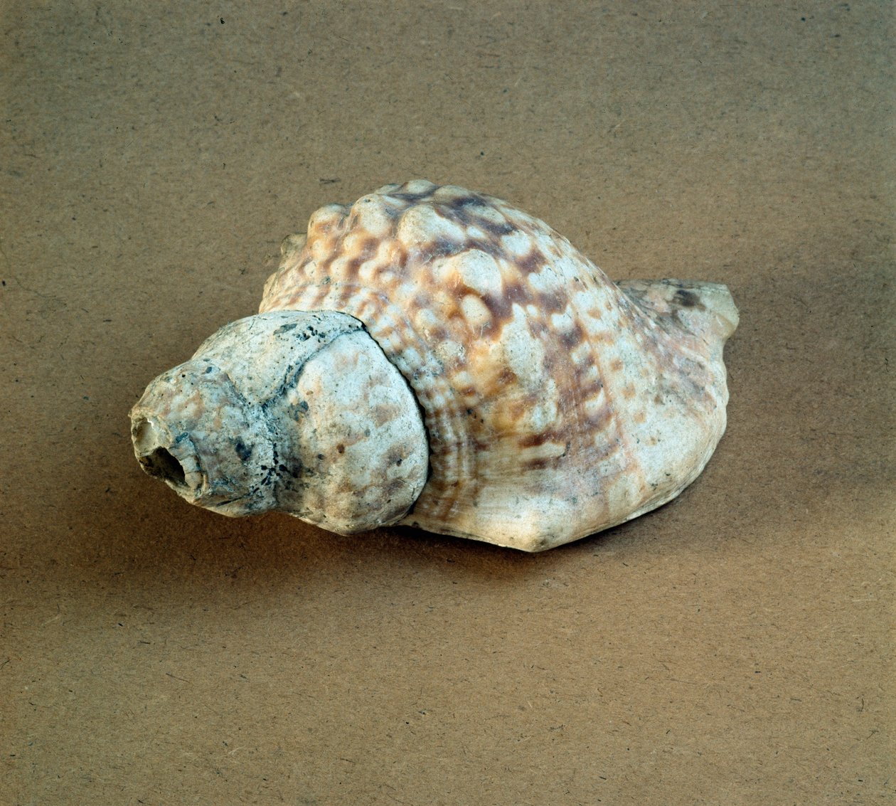 Forhistorie: skall av Triton nodifer gjennomboret, brukt som en fløyte fra Necropole of Arene Candide (Finale Liguria), Liguria. Mellomneolitikum, steinalder. Gener, museo di archeologia ligure av Prehistoric Prehistoric