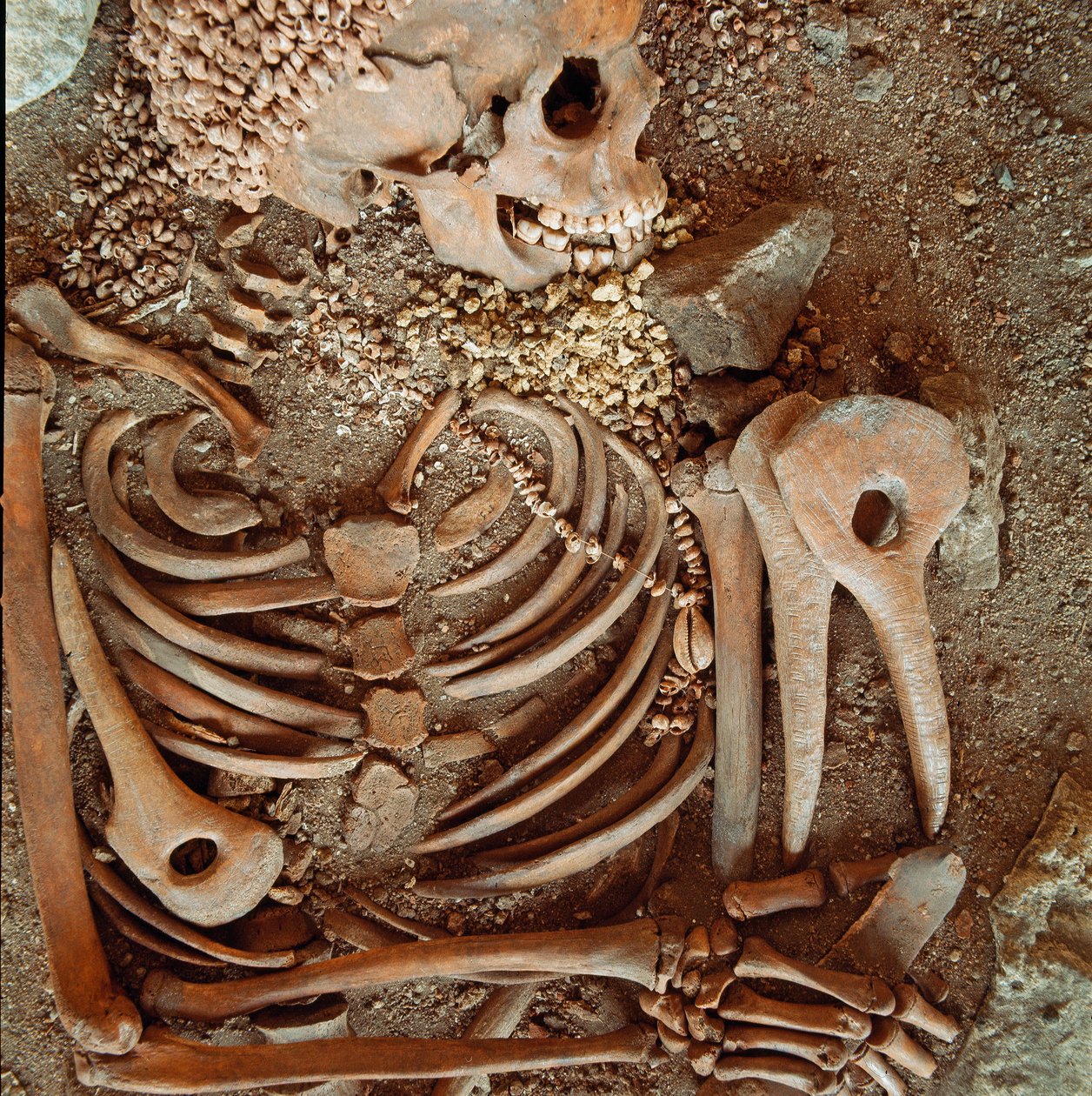 Forhistorie: skjelett og begravelsesbukse av tenåringer sagt om den unge prinsen fra hulen til Arene Candide (Finale Ligure): halskjede av skjell, hjortehorn og flint. Steinalder, øvre paleolitikum. Gener, Museo di archeologia Ligure av Prehistoric Prehistoric