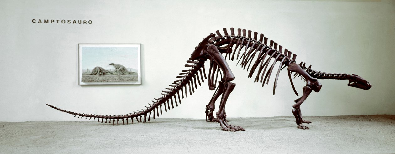 Forhistorie: skjelett av camptosaurus-dinosauren (Camptosaurus Brown). Periode av Superior Jurassic. Museo civico di storia naturale, Milano av Prehistoric Prehistoric