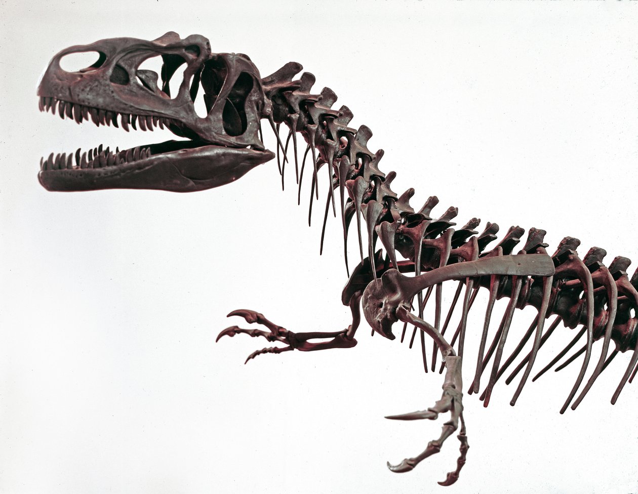 Forhistorie: skjelett av dinosauren Allosaurus fragilis. Periode av øvre jura. Civic Museum of Natural History, Milano av Prehistoric Prehistoric