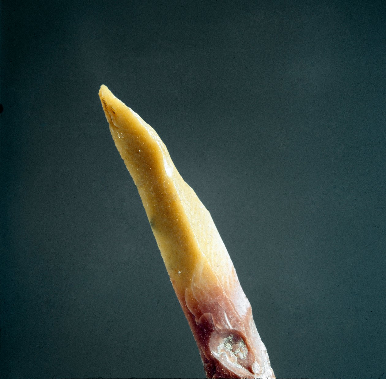 Forhistorie: spissen av flint fra Necropole of Arene Candide (Finale Liguria), Liguria. Øvre paleolitikum, steinalder. Genes, ligurisk arkeologisk museum av Prehistoric Prehistoric