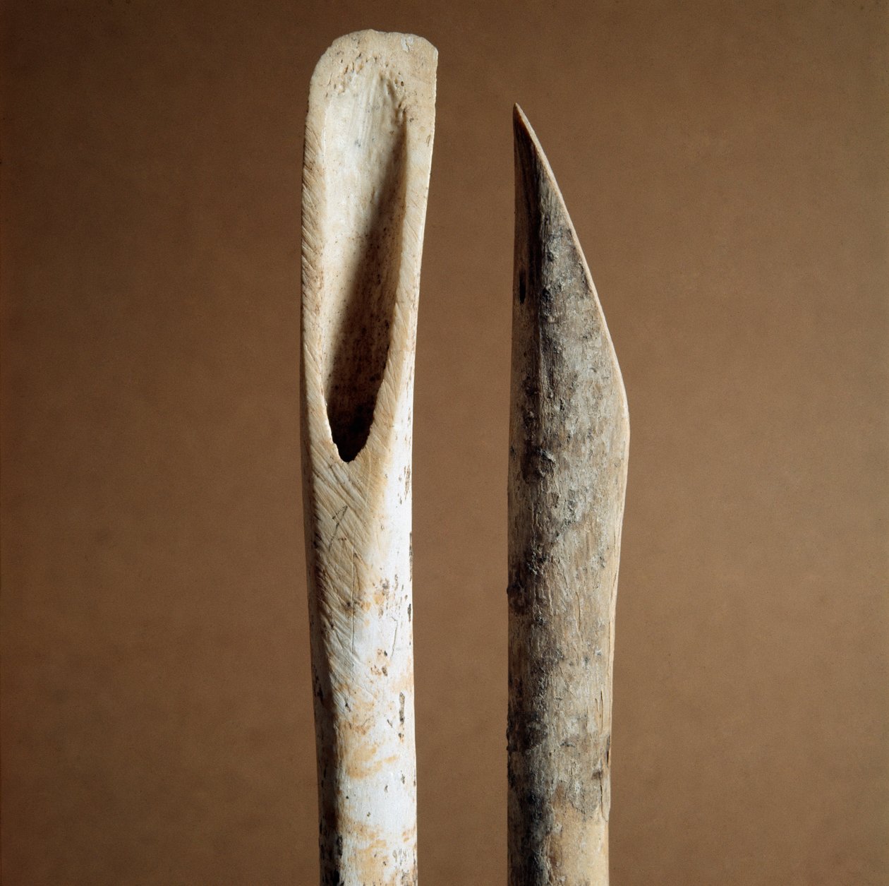 Forhistorie: verktøy for å fjerne bark fra skinnbenet til geit og sau fra Necropole of Arene Candide (Finale Liguria), Liguria. Mellomneolitikum, steinalder. Gener, museo di archeologia ligure av Prehistoric Prehistoric