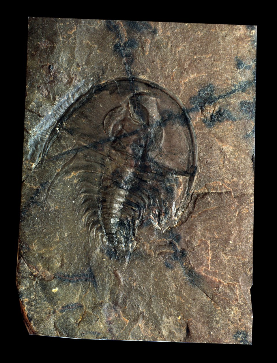 Forhistorie: trilobitt Olenellus fossil (leddyr). Paleozoikums tidsalder, perioden i kambrium. Finn i Utah, USA av Prehistoric Prehistoric