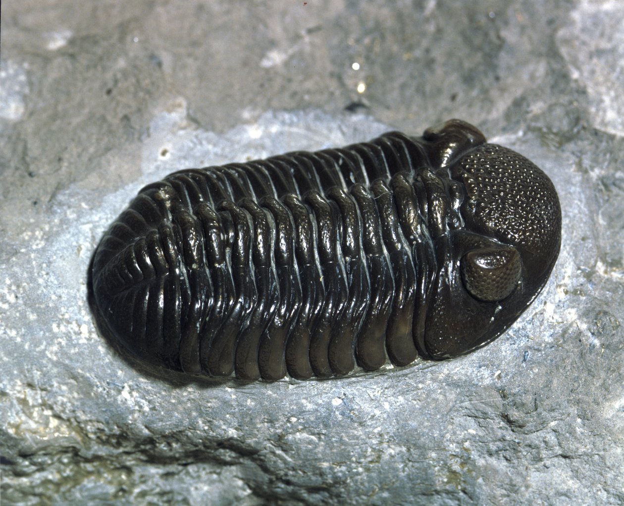 Forhistorie: trilobitt Phacops Rana fossil (leddyr). Alder av paleozoikum, periode av devon. Finn i Ohio, USA av Prehistoric Prehistoric
