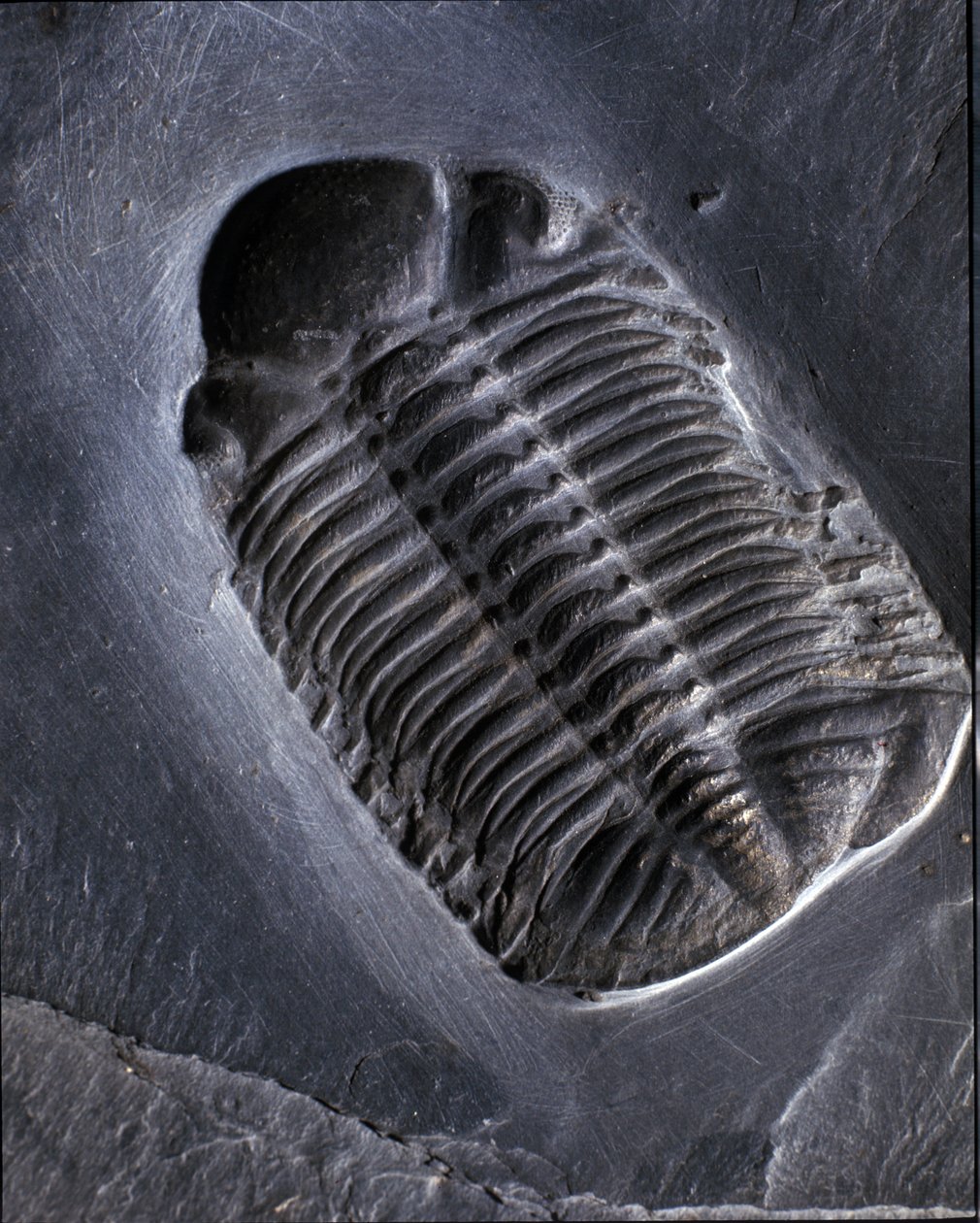 Forhistorie: trilobitt Phacops Rana fossil (leddyr). Alder av paleozoikum, periode av devon. Finn i Bundenbach-området i Tyskland. av Prehistoric Prehistoric