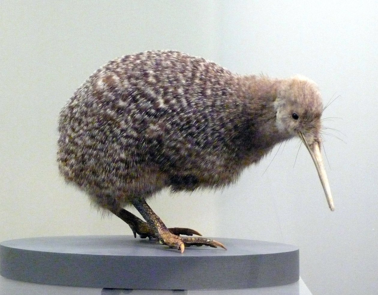 Prøvefugl utstoppet kiwi (apterygides), ute av stand til å fly. Auckland Museum, New Zealand av Prehistoric Prehistoric