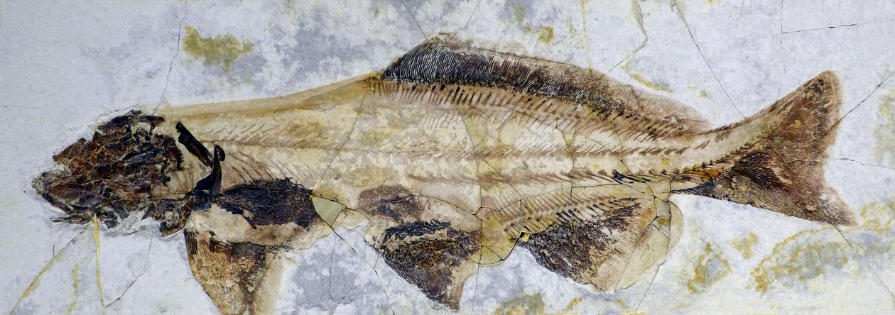 Stør fossilt fotavtrykk, nedre kritt (objekt) av Prehistoric Prehistoric