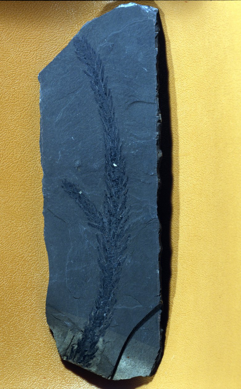 forhistorie: Glyptolepsis keuperiana, fossilt bartrær fra øvre triasperioden, mesozoikum. av Prehistoric Prehistoric