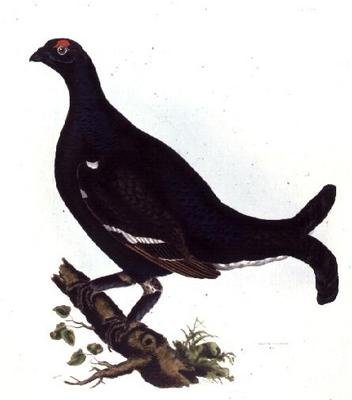 Black Grouse, fra 