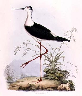Black Winged Stilt, fra 