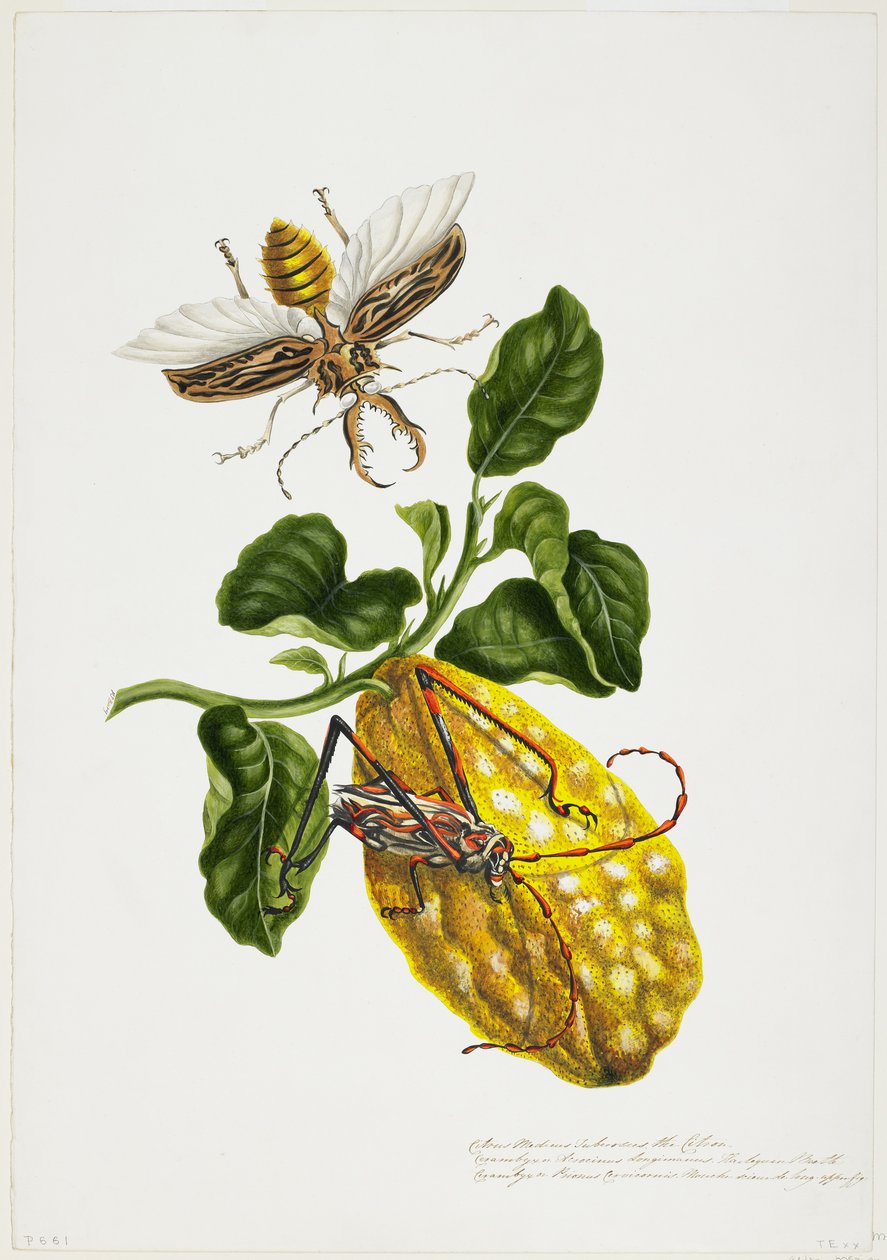 Sitronen og insektene av Priscilla Susan Bury