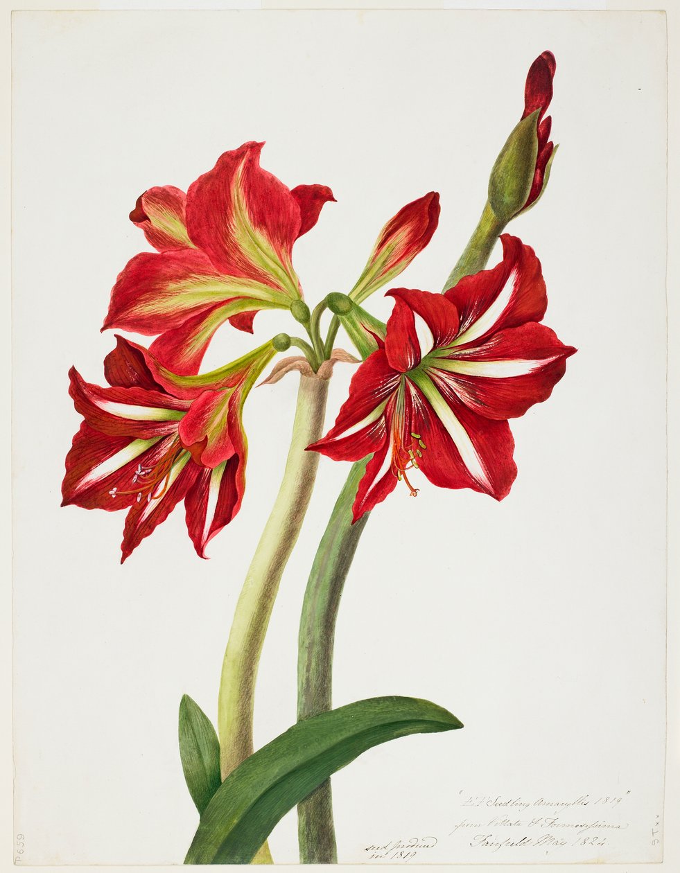  av Priscilla Susan Bury