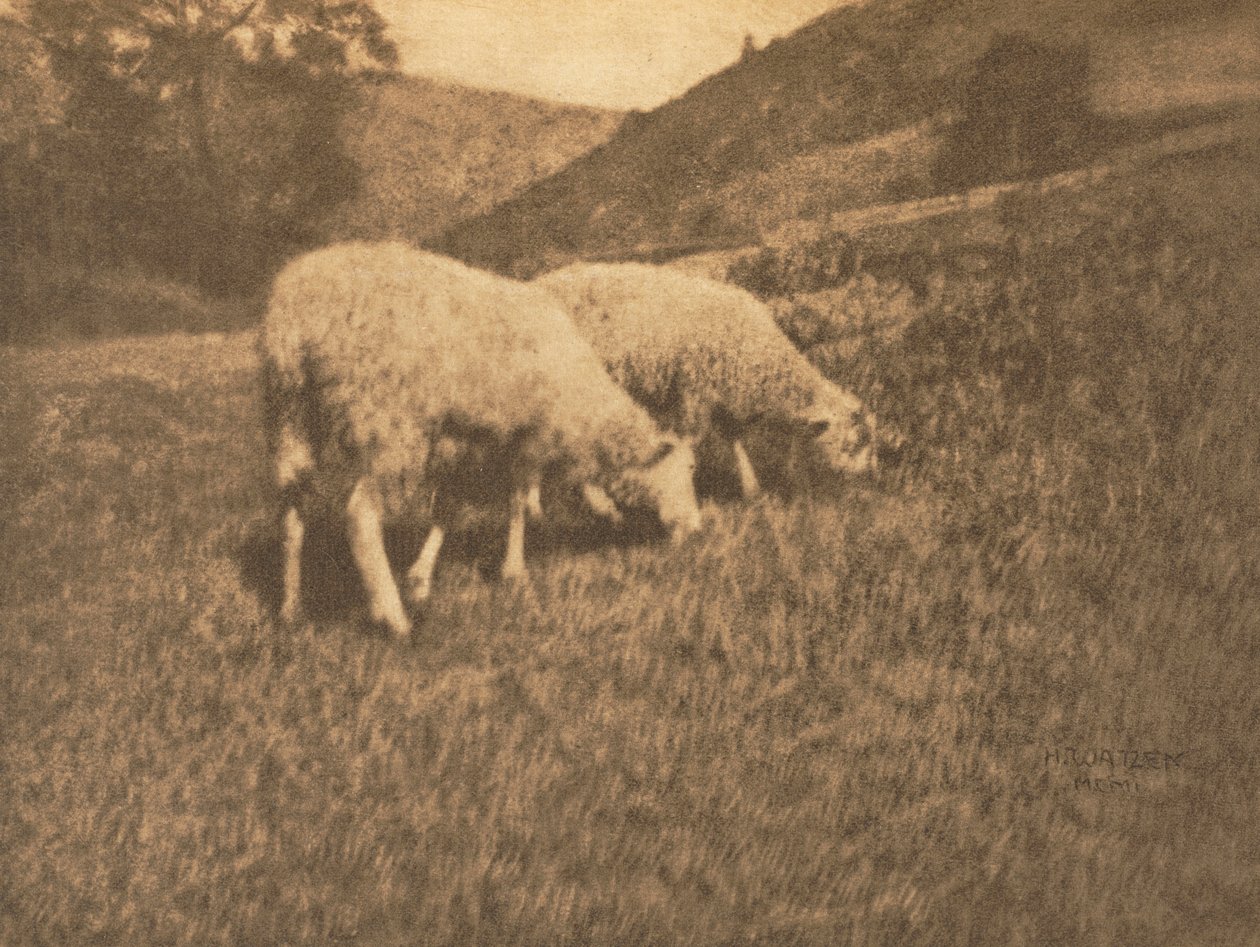 Kameraarbeid: Sau, 1906. av Professor Hans Watzek