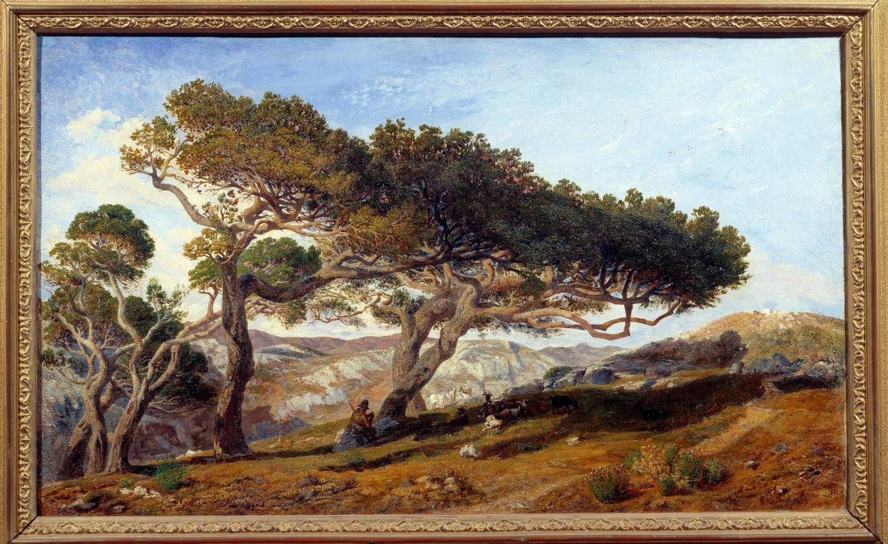 Furu på landsbygda i Aix en provence Maquis-landskapet i Sør-Frankrike. Maleri av Prosper Joseph Gresy (1804-1874) Aix en Provence fra 1800-tallet, Musee Granet - Furutrær på landsbygda rundt Aix-en-Provence. Landskapet av maquis i av Prosper Joseph Gresy
