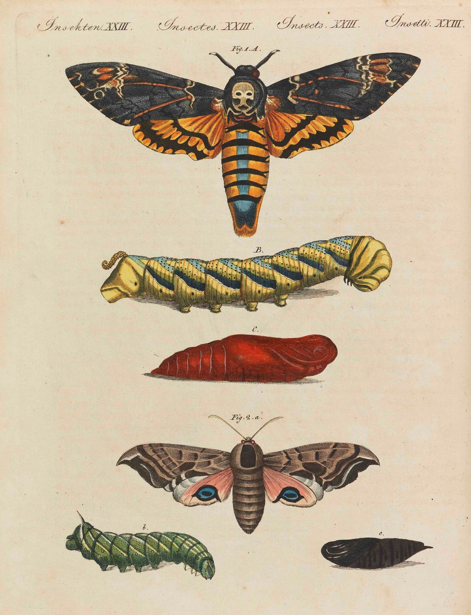 Barnas bildebok Barneleksikon av Friedrich Johann Justin Bertuch, 1798-1830. av Pupils of the Weimar Princely Free